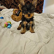 Biscuit is registered to the contest to win money with this photo: animal, bed, black_and_tan, cozy, cute, dog, ears, fur, fur_texture, indoor, patterned_tapestry, pet, plush_toy, puppy, sitting, small_dog, stuffed_animal, teddy_bear, toy, white_bedspread