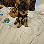 animal, bed, black_and_tan, cozy, cute, dog, ears, fur, fur_texture, indoor, patterned_tapestry, pet, plush_toy, puppy, sitting, small_dog, stuffed_animal, teddy_bear, toy, white_bedspread