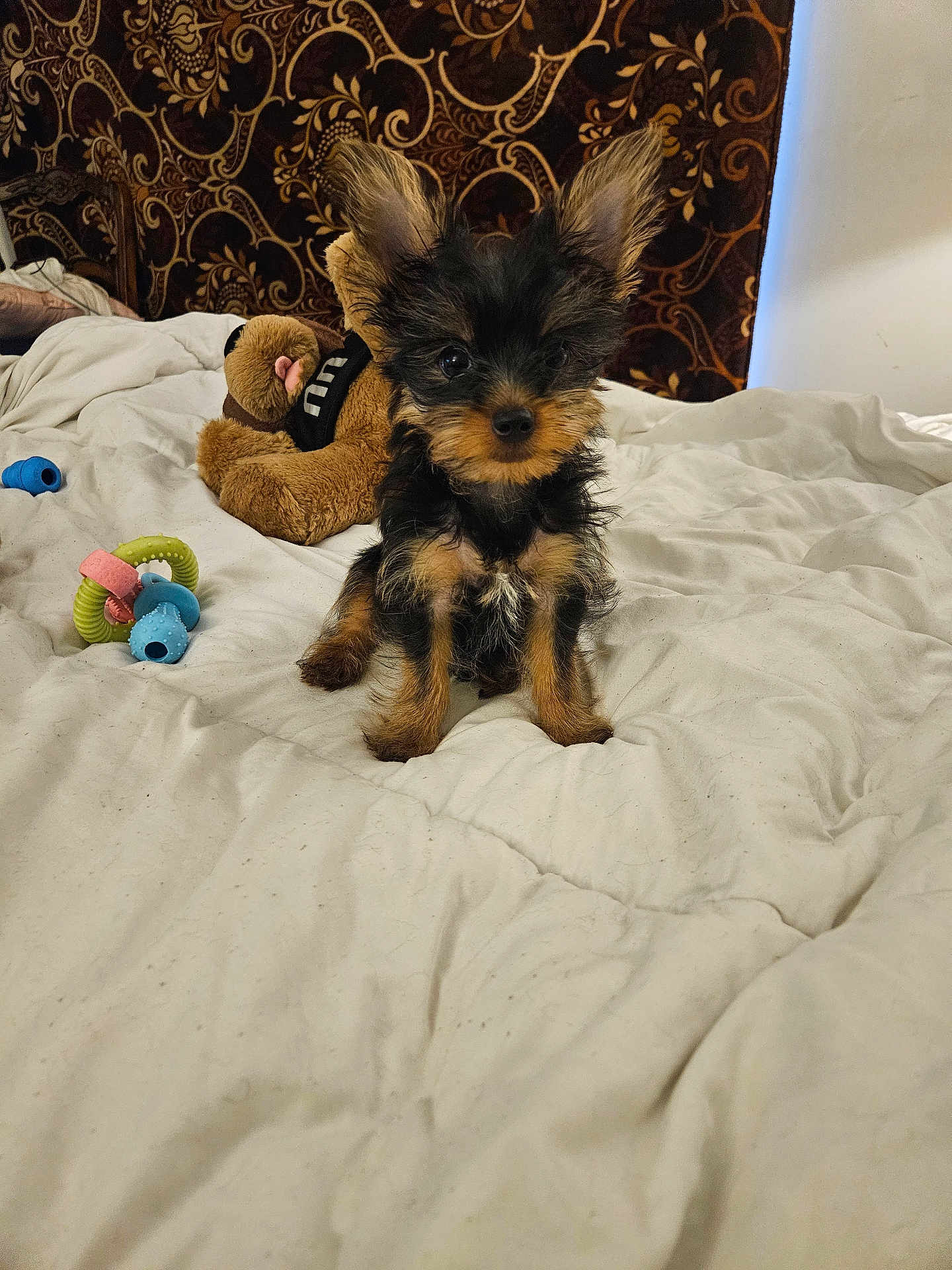 Biscuit