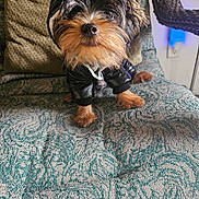 Bis joined the competition — help win amazing prizes! animal, black_clothing, black_fur, brown_fur, chair, cozy, cute, dog, domestic_animal, fur, furniture, hoodie, indoor, looking_up, patterned_fabric, pet, portrait, puppy, sitting, small_dog