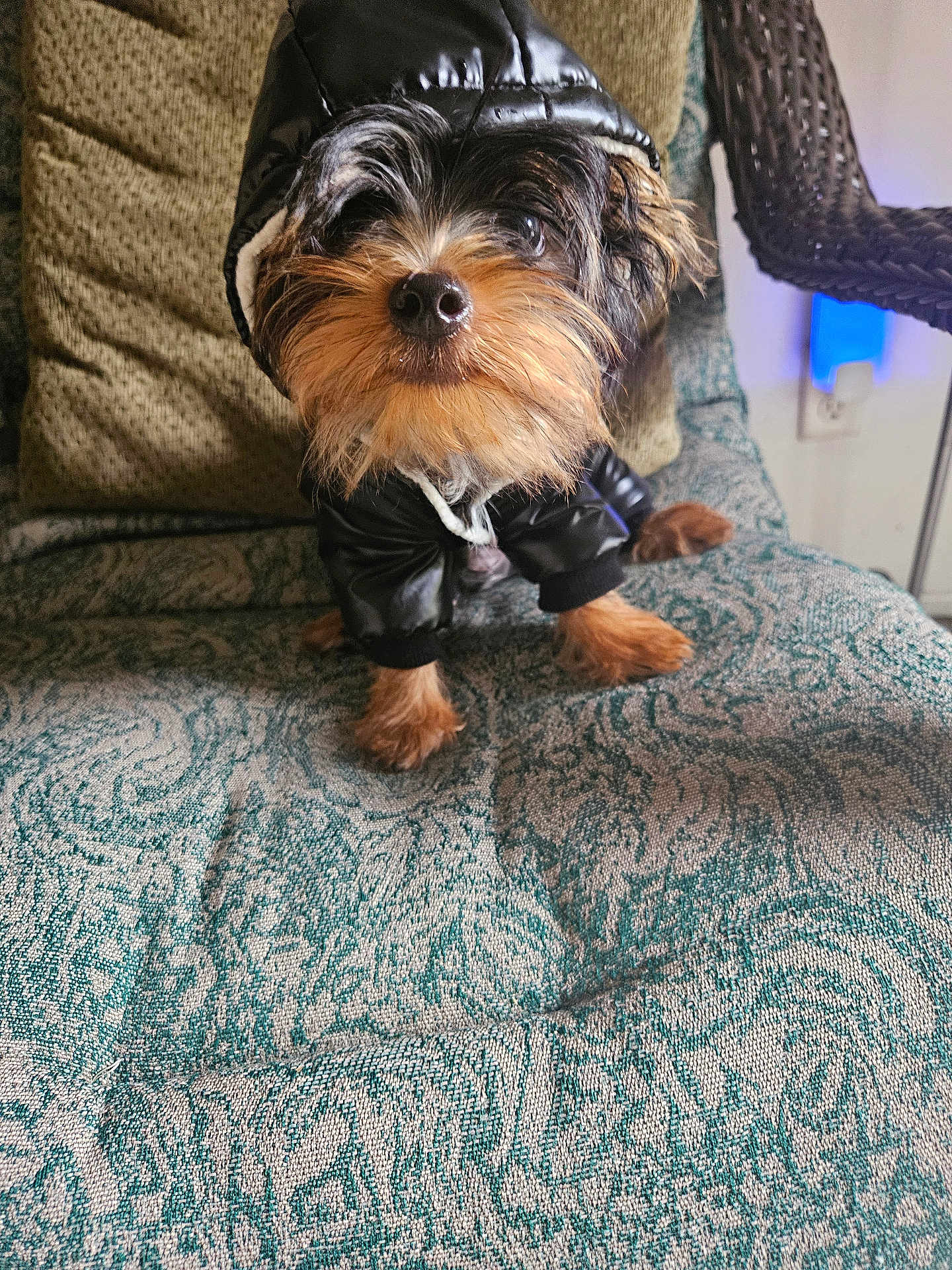 Bis joined the competition — help win amazing prizes! animal, black_clothing, black_fur, brown_fur, chair, cozy, cute, dog, domestic_animal, fur, furniture, hoodie, indoor, looking_up, patterned_fabric, pet, portrait, puppy, sitting, small_dog