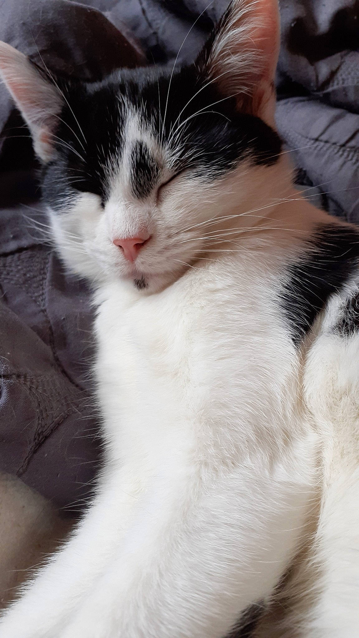 Nina a rejoint le concours — aidez-le/la à gagner de superbes lots ! aegean_cat, american_wirehair, black_and_white, carnivore, cat, domestic_short_haired_cat, felidae, fur, kitten, mammal, nose, paw, polydactyl_cat, small_to_medium_sized_cats, snout, whiskers