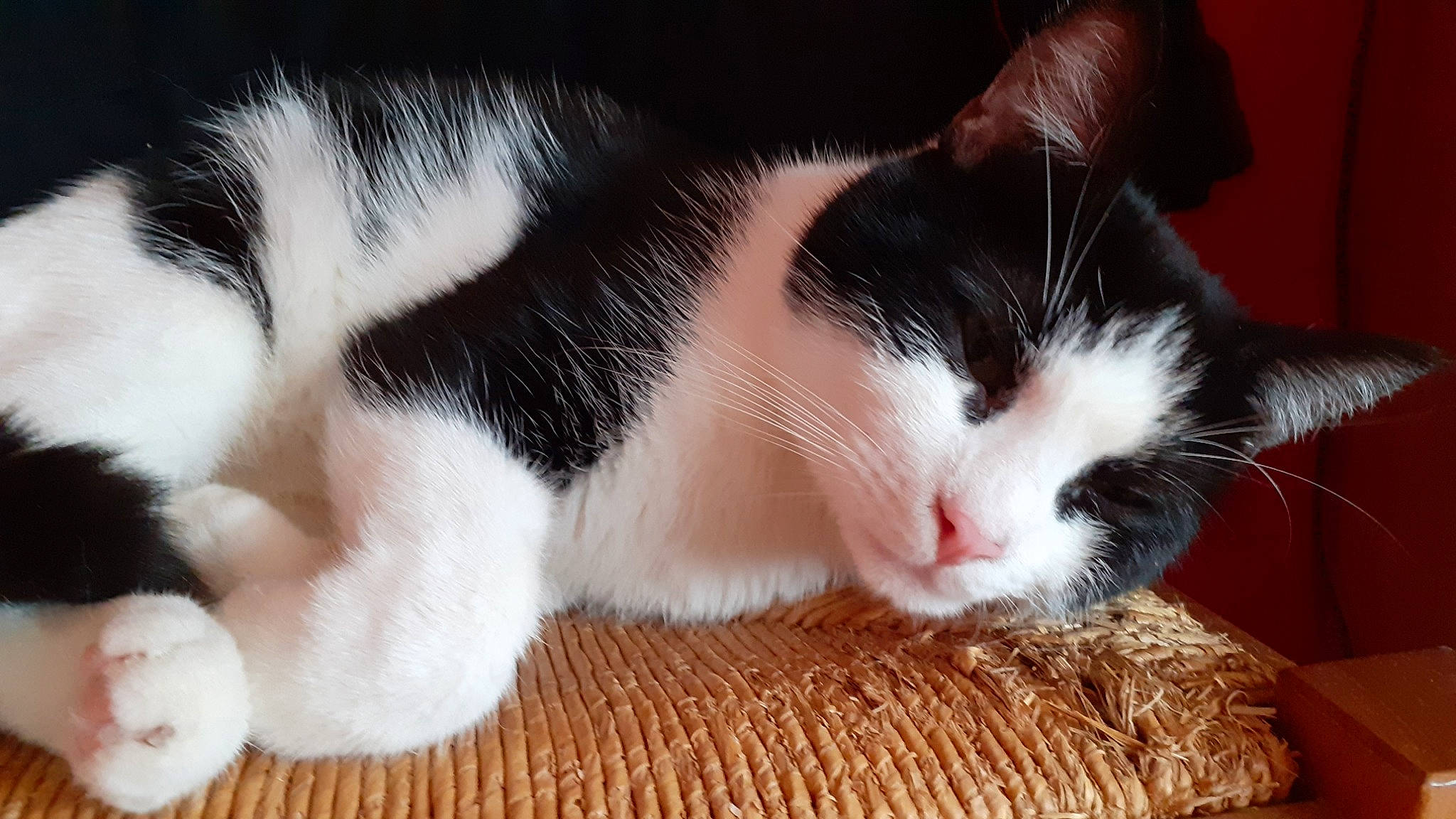 Fusee participe au concours pour gagner de l'argent avec cette photo : american_wirehair, black_and_white, carnivore, cat, domestic_short_haired_cat, european_shorthair, felidae, fur, kitten, mammal, nap, paw, polydactyl_cat, skin, small_to_medium_sized_cats, snout, whiskers