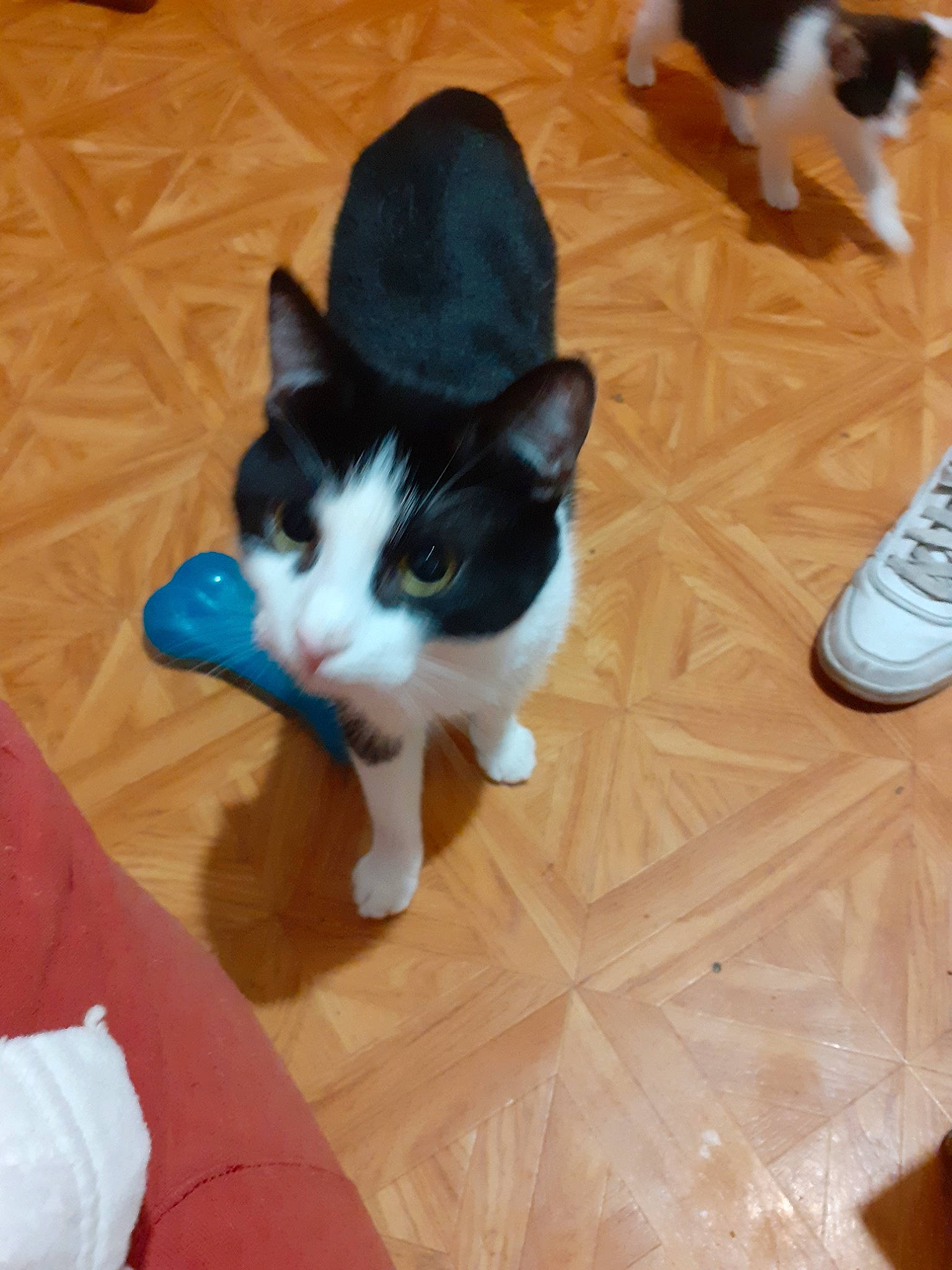 Fusee a rejoint le concours — aidez-le/la à gagner de superbes lots ! carnivore, cat, domestic_short_haired_cat, european_shorthair, felidae, floor, flooring, hardwood, kitten, leg, mammal, paw, polydactyl_cat, small_to_medium_sized_cats, snowshoe, tail, whiskers