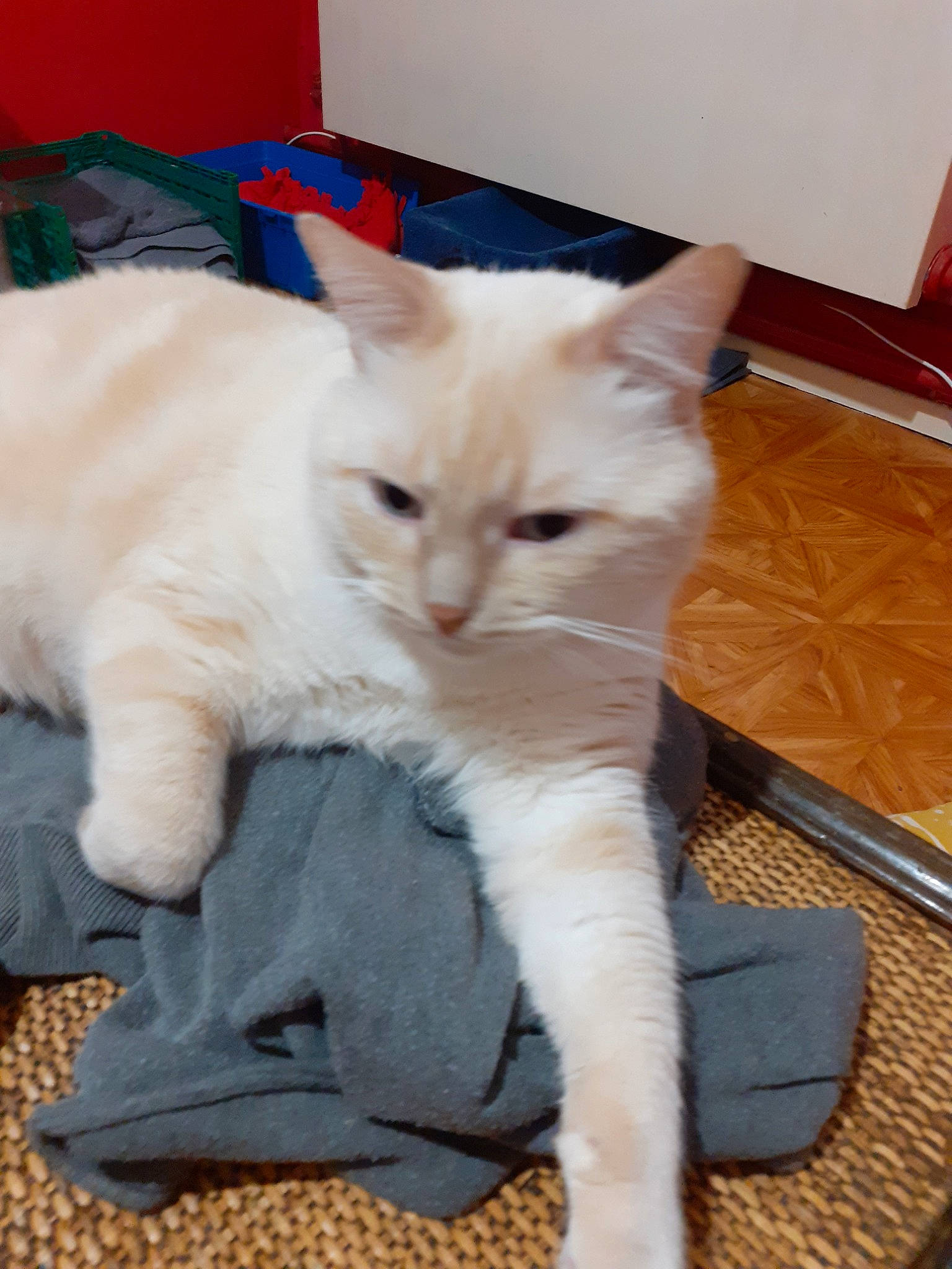 Moumoune participe au concours pour gagner de l'argent avec cette photo : asian, burmilla, carnivore, cat, colorpoint_shorthair, domestic_short_haired_cat, eye, fawn, felidae, javanese, khao_manee, kitten, mammal, paw, ragdoll, small_to_medium_sized_cats, turkish_angora, turkish_van, vertebrate, whiskers