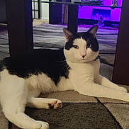 Clark Kent. joined the competition — help win amazing prizes! background, black_and_white, carpet, cat, collar, domestic_animal, ears, feline, floor, fur, home, indoor, lying_down, paws, pet, purple_light, relaxed, room, table, whiskers