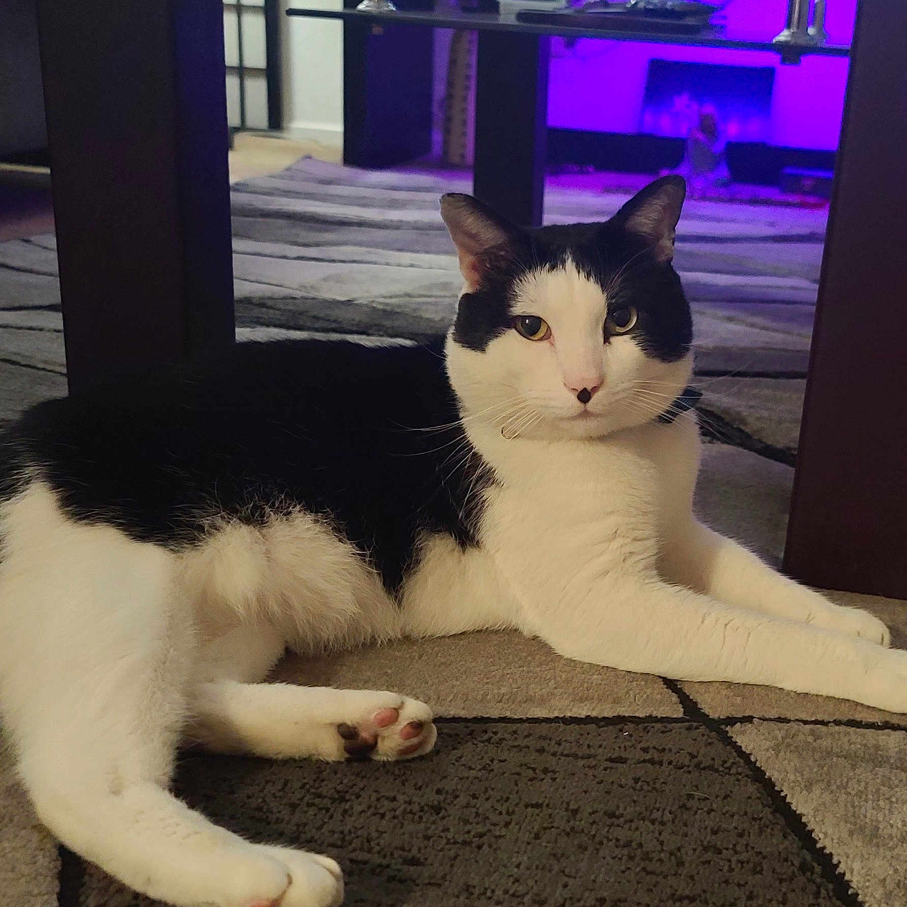 Clark Kent. joined the competition — help win amazing prizes! background, black_and_white, carpet, cat, collar, domestic_animal, ears, feline, floor, fur, home, indoor, lying_down, paws, pet, purple_light, relaxed, room, table, whiskers