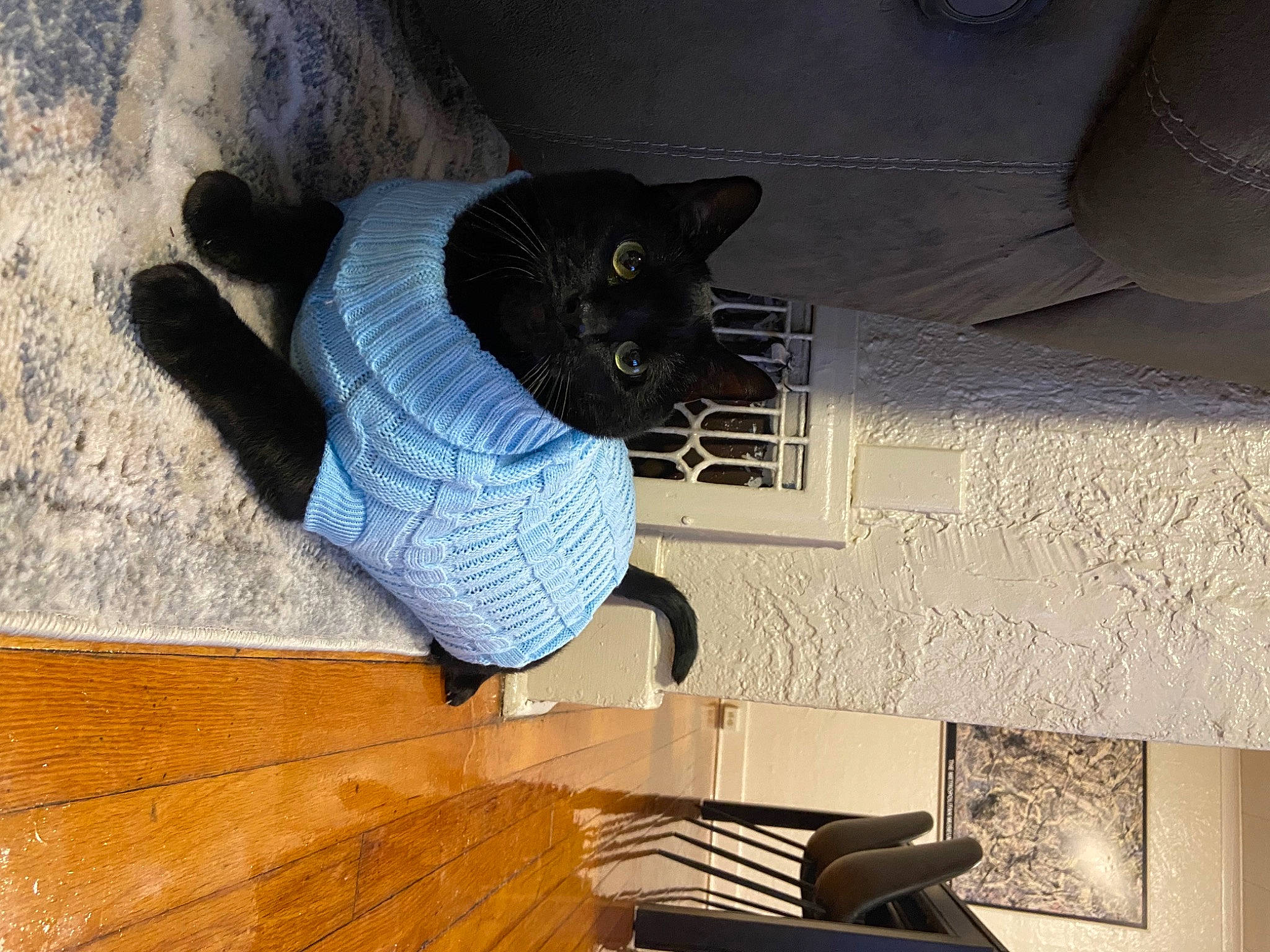 Barry joined the competition — help win amazing prizes! carnivore, cat, comfort, door, electric_blue, felidae, floor, flooring, grey, hardwood, line, small_to_medium_sized_cats, tail, varnish, wall, whiskers, window, wood, wood_flooring, wood_stain