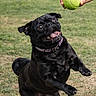 Nova joined the competition — help win amazing prizes! active, animal, black_dog, canine, collar, daytime, dog, excited, fetch, fun, grass, hand, happy, jumping, outdoor, park, pet, playing, pug, tennis_ball