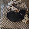 animal, black_dog, blanket, cartoon_pattern, checkered_cushion, collar, comfort, cozy, curled_up, cushion, dog, floor, fur, indoor, nap, pet, quiet, resting, sleeping, wood_floor