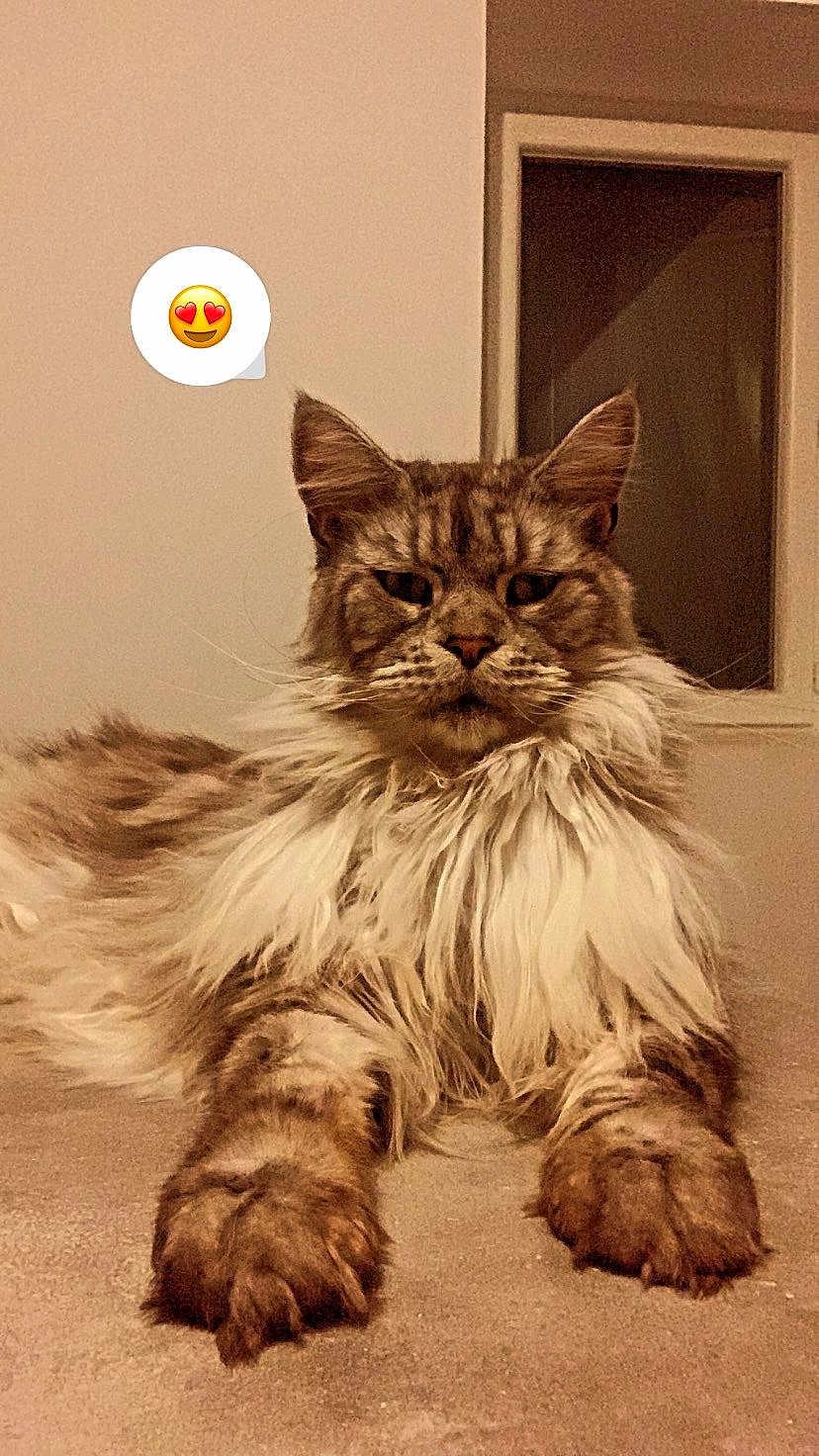 Prince