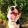 dog, border_collie, black_and_white, outdoor, garden, grass, sitting, happy, smiling, panting, tongue, open_mouth, nose, collar, tag, fur, pet, animal, portrait, sunlight