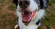 Maïko a rejoint le concours — aidez-le/la à gagner de superbes lots ! dog, border_collie, puppy, animal, pet, outdoors, grass, portrait, close_up, mismatched_eyes, blue_eye, brown_eye, open_mouth, tongue, happy, smiling, fur, black_and_white, muddy_nose, standing