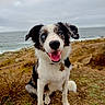 Maïko a rejoint le concours — aidez-le/la à gagner de superbes lots ! dog, border_collie, black_and_white, blue_eye, heterochromia, sitting, smiling, tongue_out, pet, canine, fur, collar, outdoors, seaside, ocean, coastline, cliff, grass, cloudy_sky, portrait