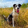Maïko a rejoint le concours — aidez-le/la à gagner de superbes lots ! dog, border_collie, black_and_white, sitting, outdoors, meadow, grass, wildflowers, golden_grass, blue_sky, sunlight, tongue_out, open_mouth, floppy_ears, long_fur, pet, animal_portrait, nature, summer, happy