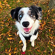 Maïko participe au concours pour gagner de l'argent avec cette photo : dog, border_collie, heterochromia, blue_eye, brown_eye, smiling, open_mouth, portrait, outdoors, autumn, fallen_leaves, grass, tree, nature, black_and_white_fur, fluffy, sitting, happy, close_up, pet