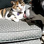 Linda joined the competition — help win amazing prizes! cat, dog, calico_cat, chair, cushion, pet, indoor, animal, tongue, furniture, sunlight, relaxing, companions, closeup, cute, fur, whiskers, ears, domestic, friendship