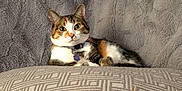 Linda is registered to the contest to win money with this photo: animal, blanket, calico, cat, collar, comfortable, couch, cushion, cute, domestic, ears, eyes, feline, fur, indoor, pet, relaxed, resting, tag, whiskers