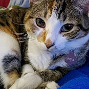 Linda joined the competition — help win amazing prizes! cat, tabby, pet, animal, feline, closeup, indoor, resting, cozy, blanket, pillow, fur, whiskers, ears, cute, domestic, relaxation, comfortable, lying_down, collar