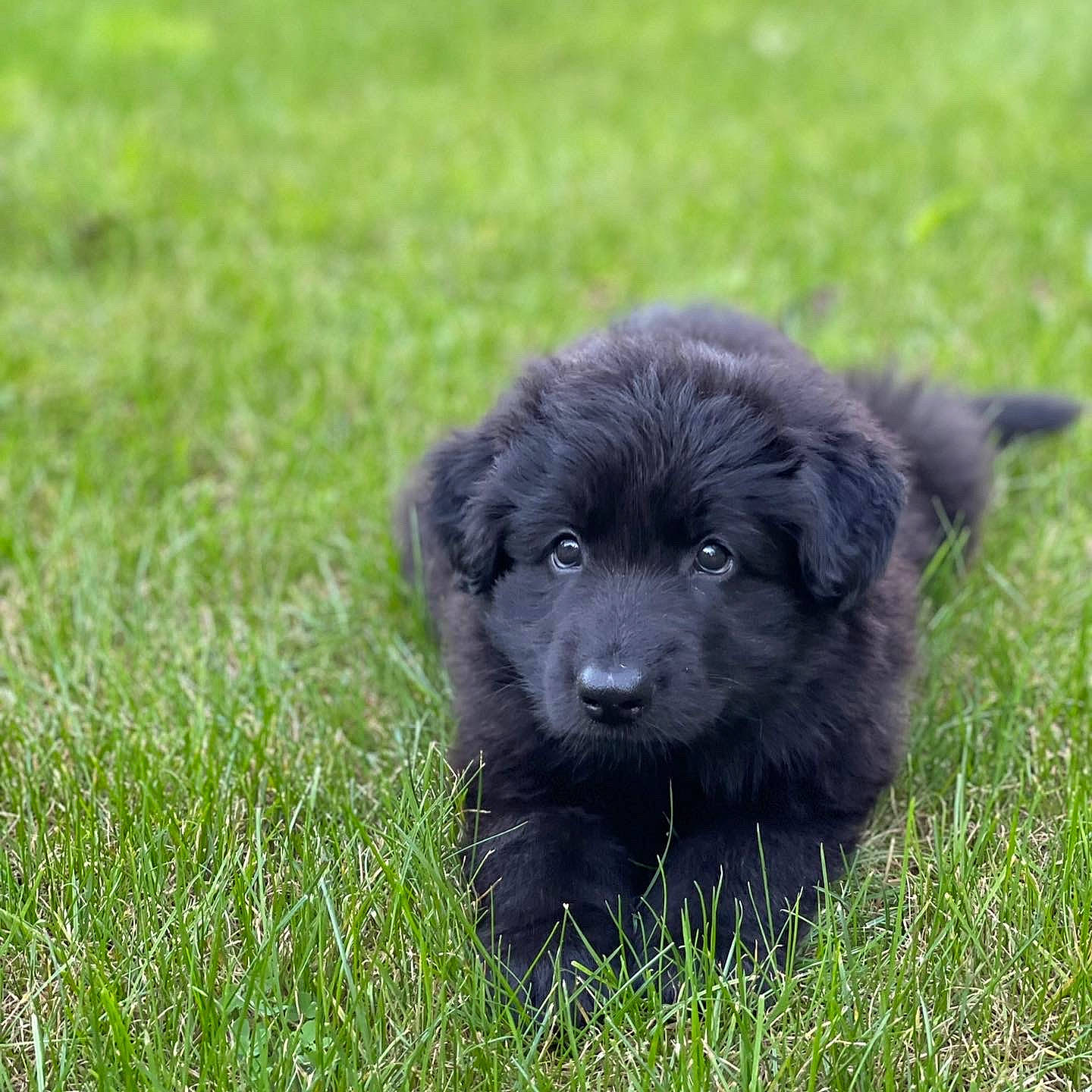 Loki joined the competition — help win amazing prizes! ancient_dog_breeds, annual_plant, borador, canidae, carnivore, companion_dog, dog, dog_breed, fur, grass, grassland, groundcover, herbaceous_plant, plant, puppy, soil, sporting_group, terrestrial_animal, working_animal, working_dog