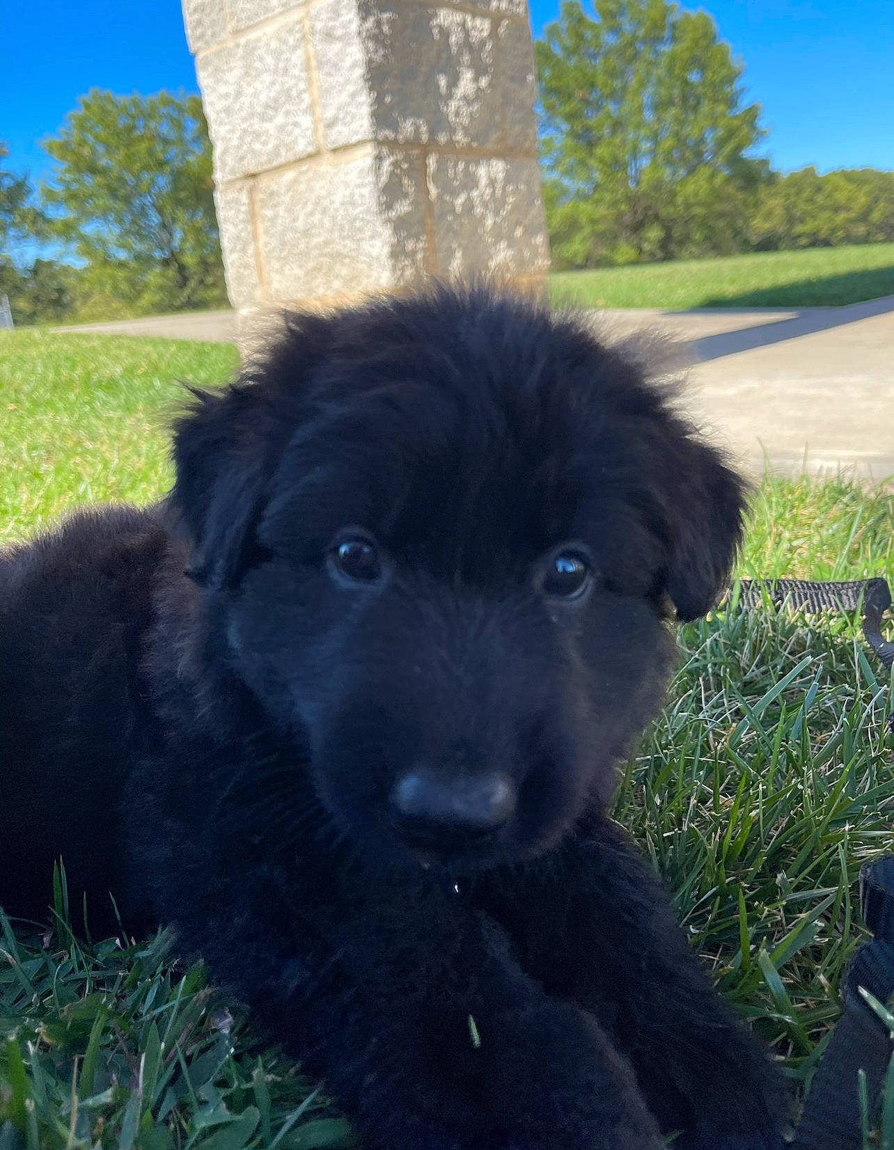 Loki is registered to the contest to win money with this photo: borador, canidae, carnivore, companion_dog, dog, dog_breed, dog_collar, fur, grass, grassland, liver, plant, shadow, sky, snout, sporting_group, terrestrial_animal, tree, working_animal, working_dog