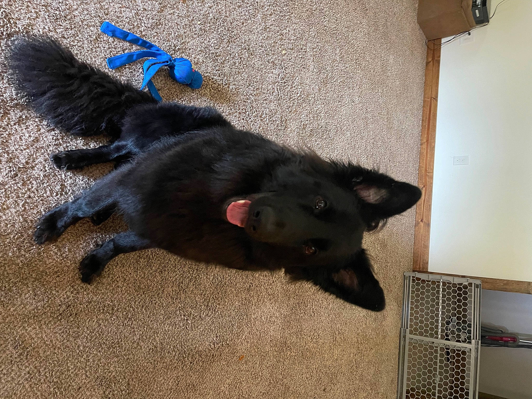 Loki is registered to the contest to win money with this photo: borador, canidae, carnivore, companion_dog, dog, dog_breed, electric_blue, felidae, flooring, fur, non_sporting_group, shadow, small_to_medium_sized_cats, snout, sporting_group, tail, terrestrial_animal, working_animal