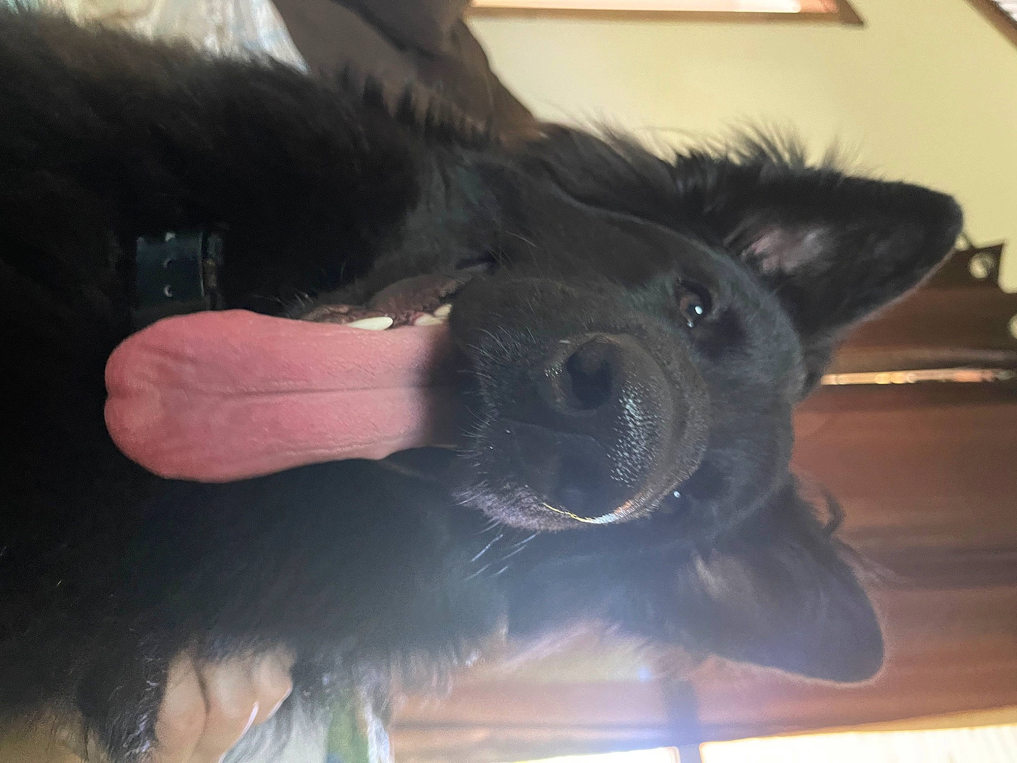 Loki is registered to the contest to win money with this photo: canidae, carnivore, companion_dog, dog, dog_breed, ear, electric_blue, fawn, fun, fur, gesture, happy, jaw, non_sporting_group, selfie, snout, sporting_group, toy, whiskers, working_animal