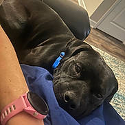 Finn joined the competition — help win amazing prizes! animal, black_dog, blue_collar, carpet, closeup, collar, comfort, companion, couch, dog, fur, human_arm, indoor, lap, pet, pink_watch, relaxing, resting, watch, wooden_floor