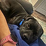 animal, black_dog, blue_collar, carpet, closeup, collar, comfort, companion, couch, dog, fur, human_arm, indoor, lap, pet, pink_watch, relaxing, resting, watch, wooden_floor