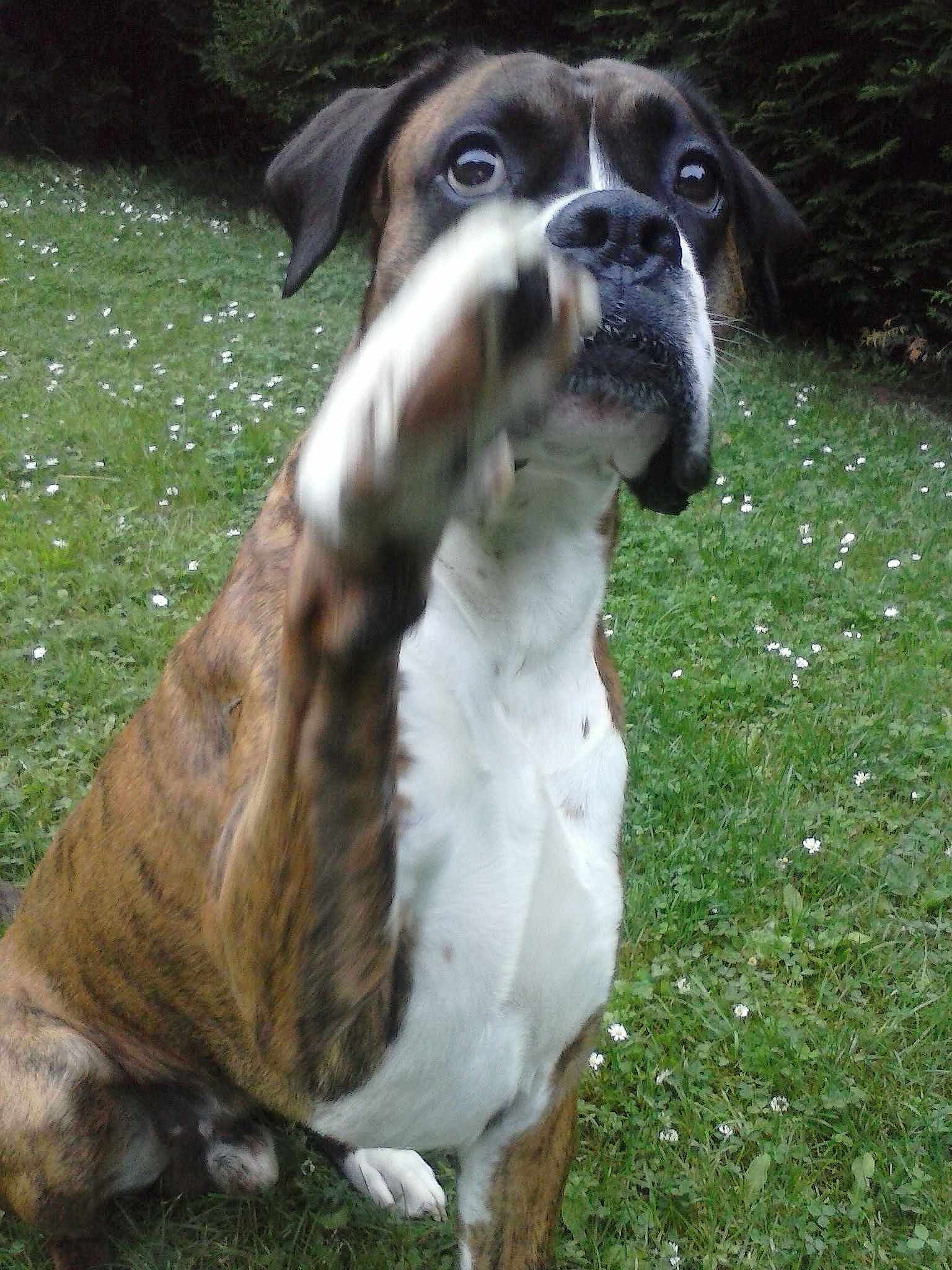Elliot