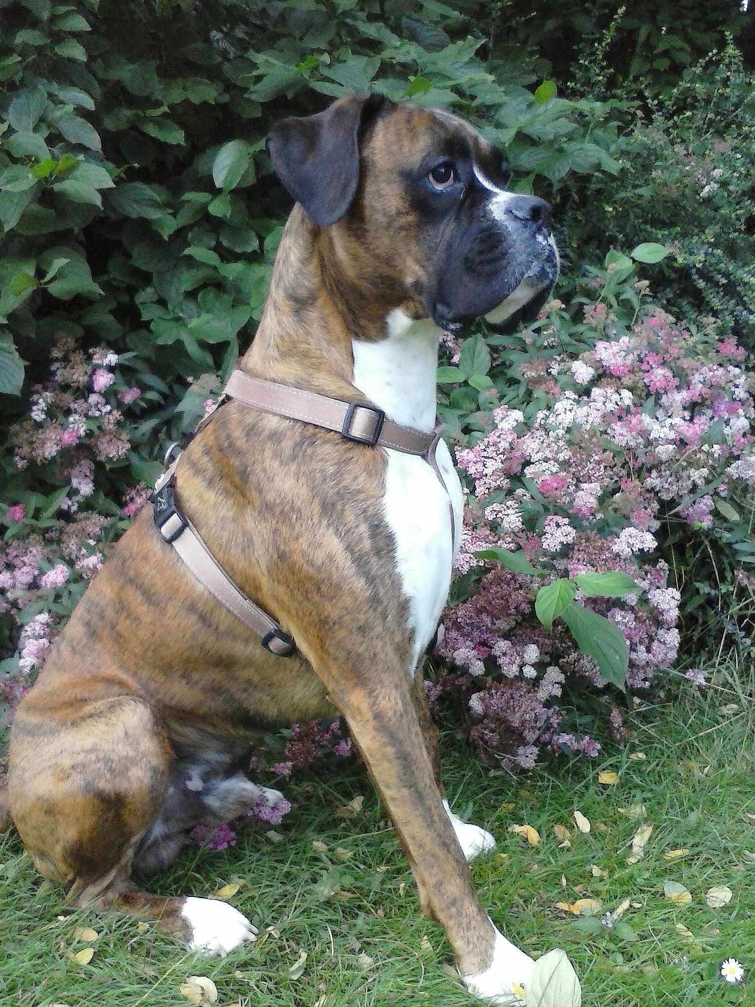 Elliot