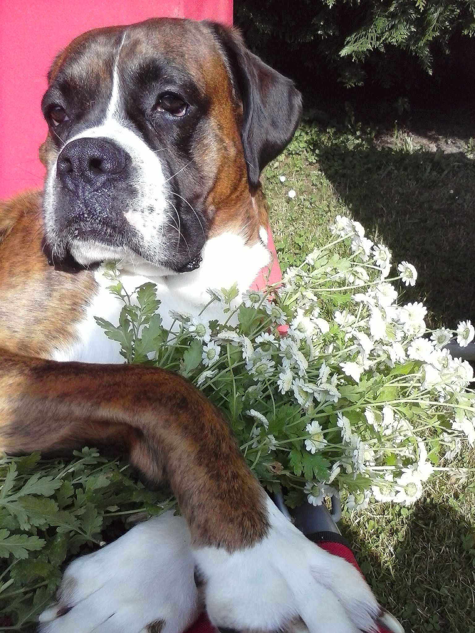Elliot