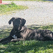 Radj a rejoint le concours — aidez-le/la à gagner de superbes lots ! animal, brindle, canine, daytime, dog, ears, fur, grass, greenery, ground, laying_down, nature, outdoor, paws, pet, quiet, relaxed, shadow, snout, sunlight