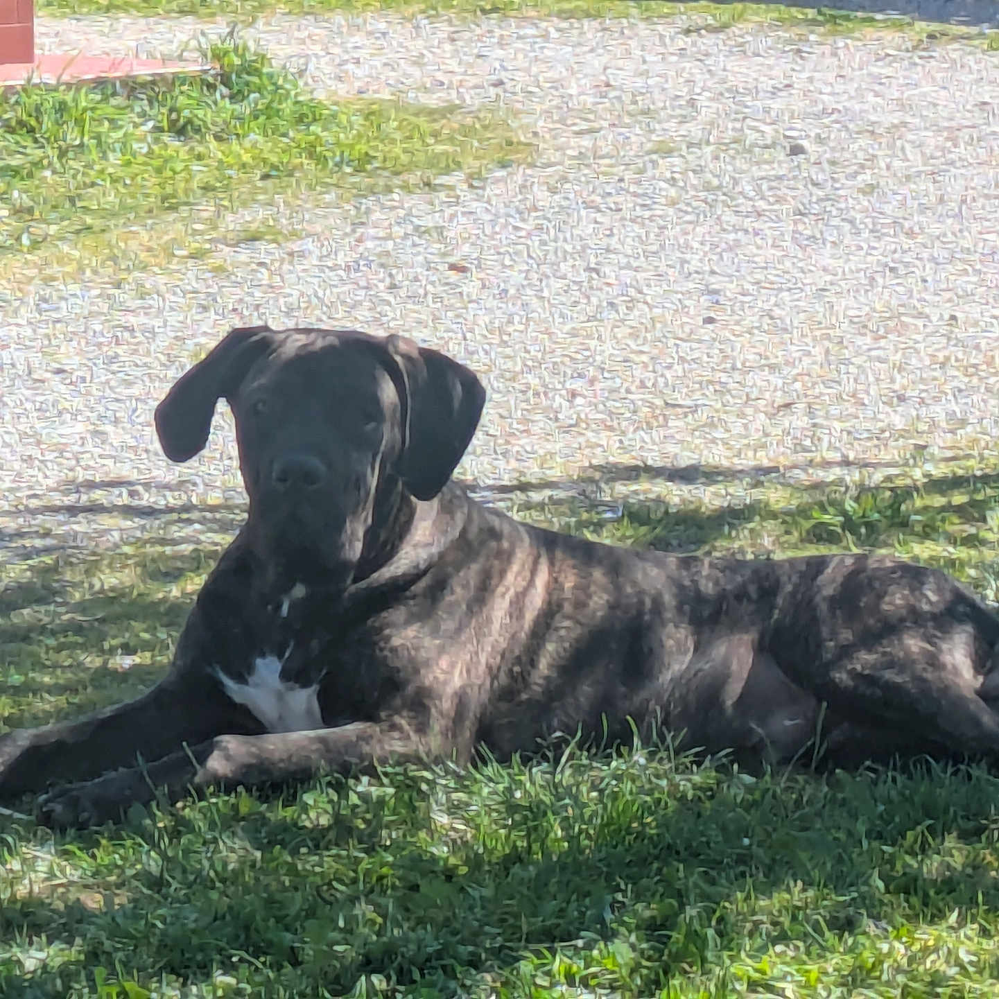 Radj a rejoint le concours — aidez-le/la à gagner de superbes lots ! animal, brindle, canine, daytime, dog, ears, fur, grass, greenery, ground, laying_down, nature, outdoor, paws, pet, quiet, relaxed, shadow, snout, sunlight