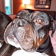 Layla Lou joined the competition — help win amazing prizes! animal, bed, black_fur, blanket, brown_eyes, canine, close_up, cozy, curious, dog, domestic, face, furniture, indoor, lamp, nose, pet, portrait, whiskers, window