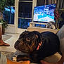 Layla Lou is registered to the contest to win money with this photo: basketball_game, black_dog, brown_dog, collar, couch, dog, footwear, furniture, home, indoor, lamp, laptop, living_room, person, pet, plant, relaxing, television, tile_floor, window