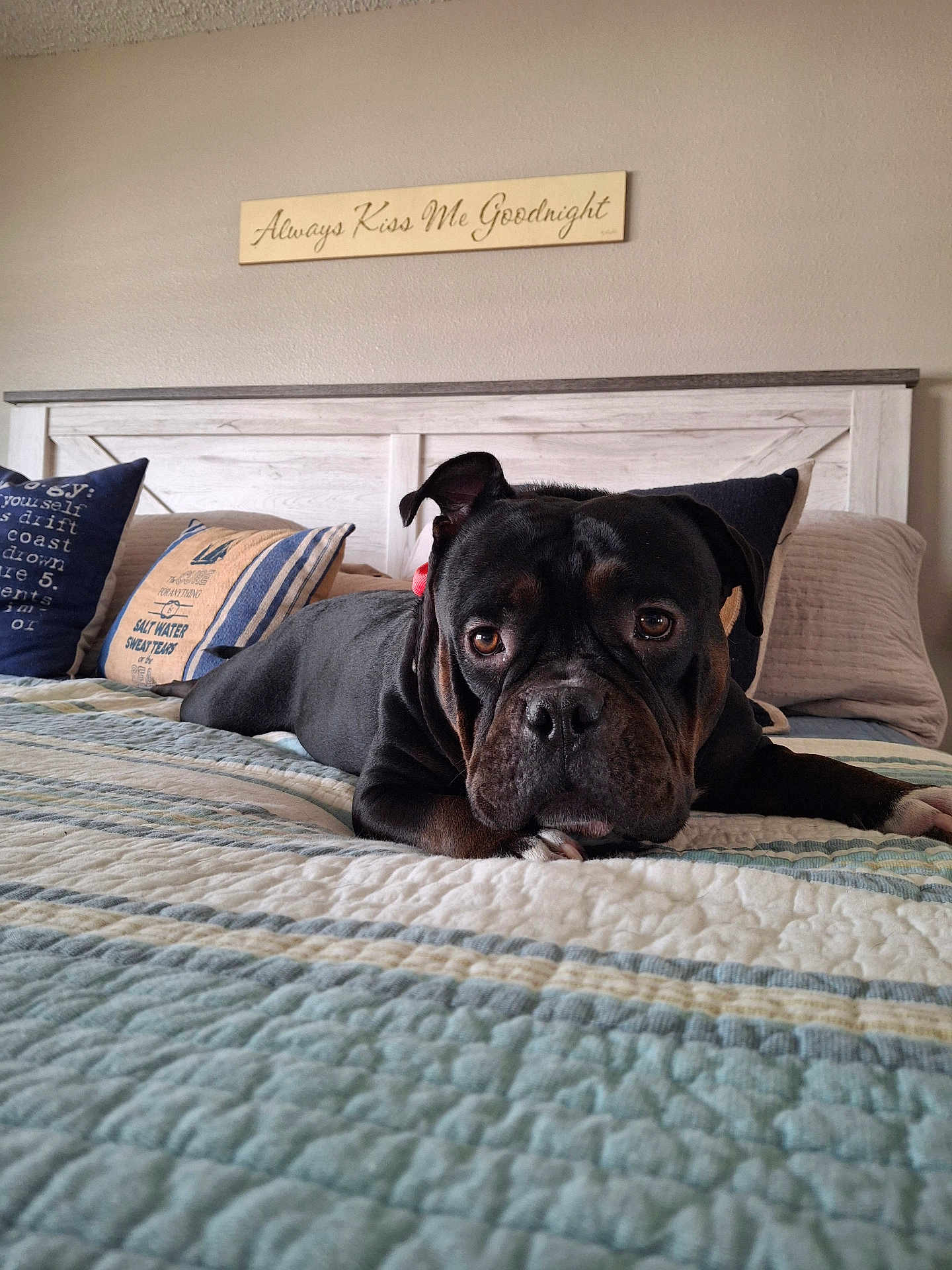 Layla Lou