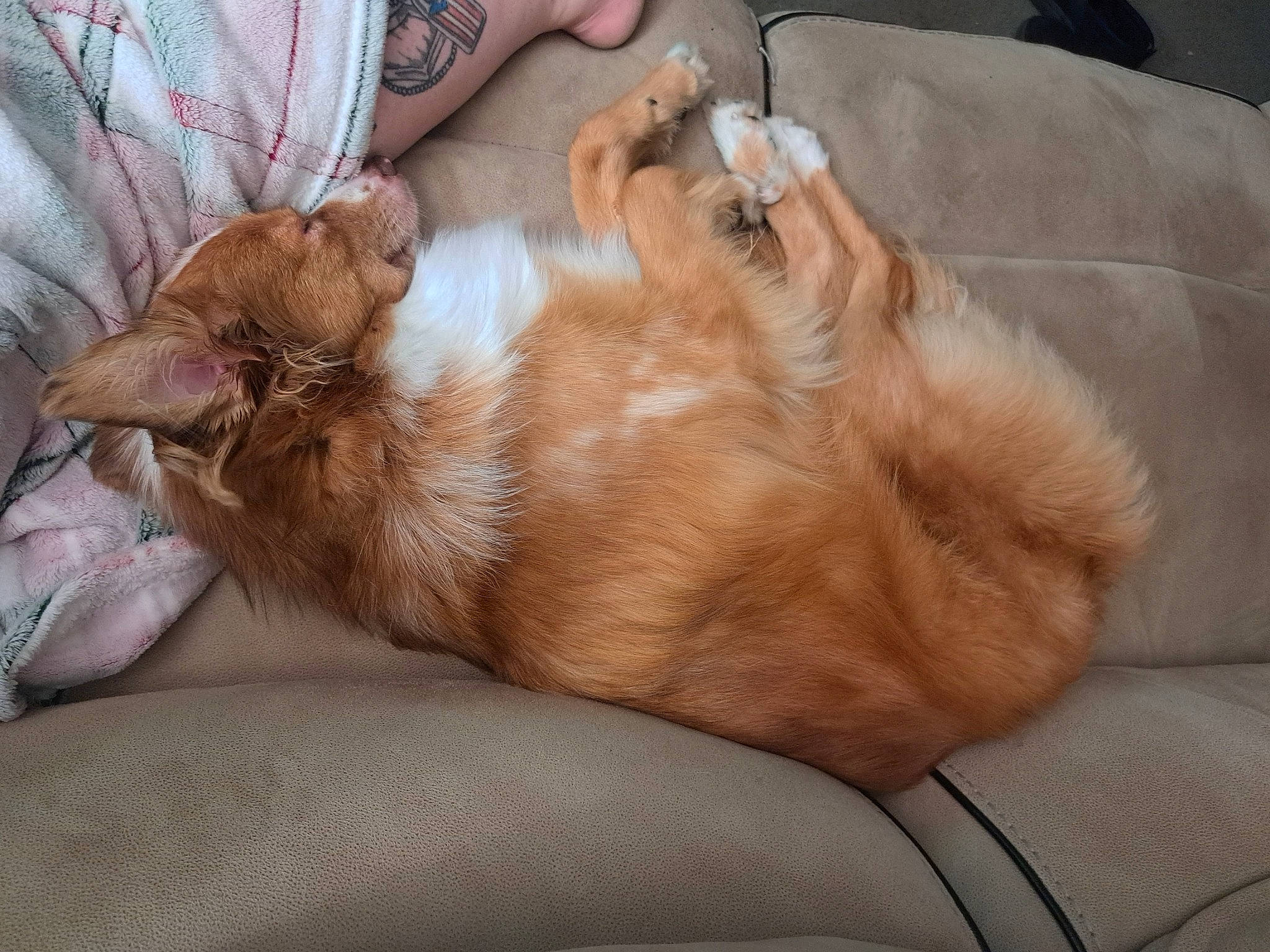 Gracie is registered to the contest to win money with this photo: canidae, carnivore, comfort, companion_dog, dog, dog_breed, ear, fawn, felidae, fur, liver, nap, paw, sleep, small_to_medium_sized_cats, snout, sporting_group, tail, toy_dog, whiskers