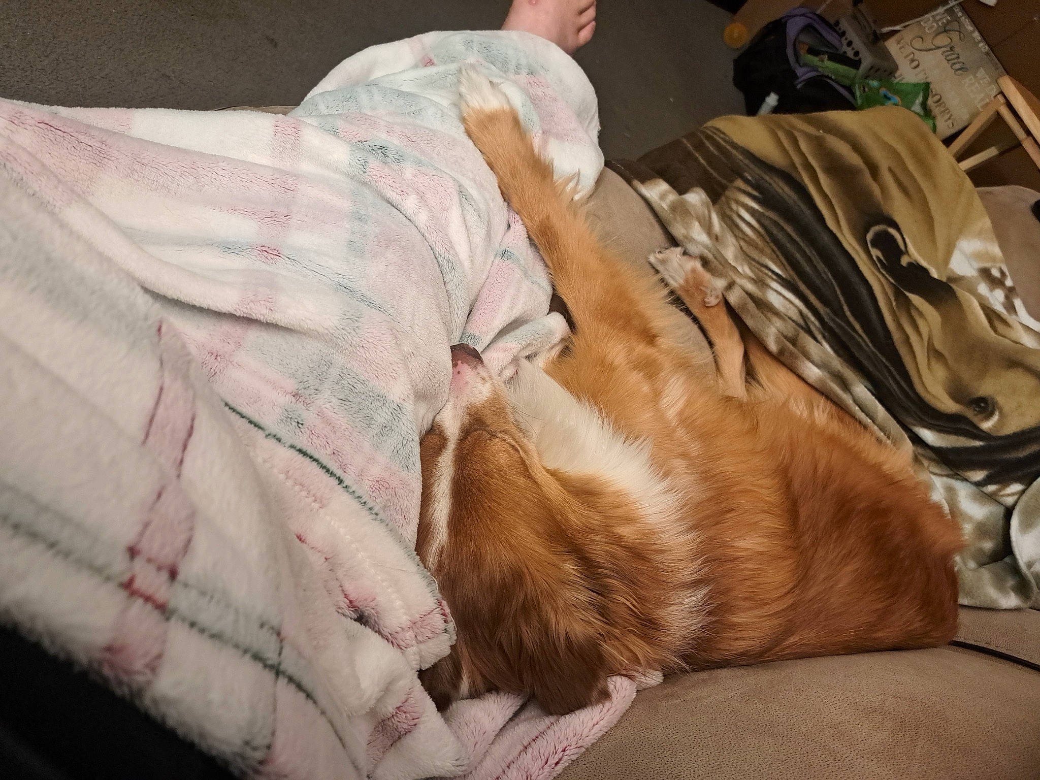 Gracie joined the competition — help win amazing prizes! bed_sheet, bedding, canidae, carnivore, comfort, companion_dog, dog, dog_breed, duvet, fawn, felidae, fur, human_leg, linens, liver, small_to_medium_sized_cats, sporting_group, tail, textile, whiskers