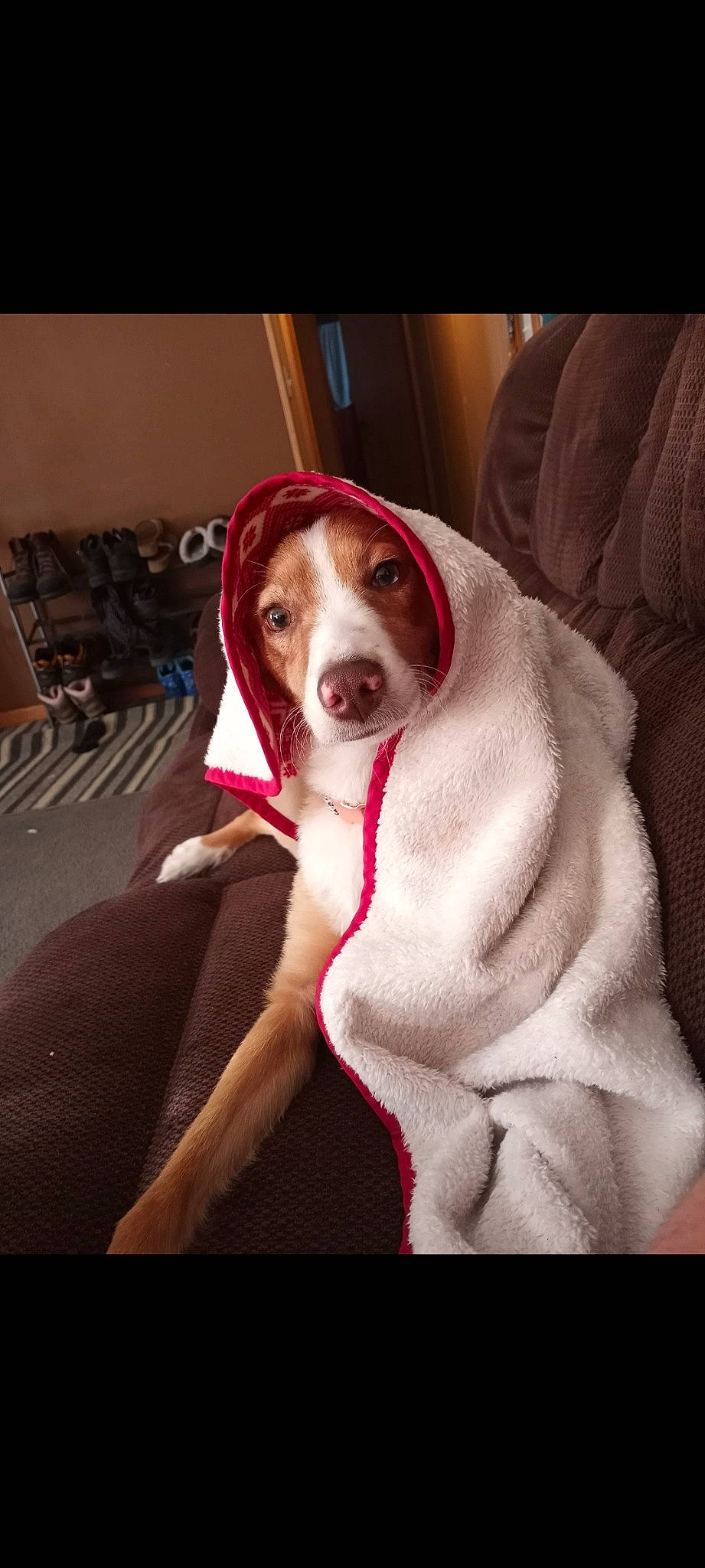 Gracie is registered to the contest to win money with this photo: canidae, carnivore, collar, comfort, companion_dog, couch, dog, dog_breed, dog_collar, dog_supply, ear, fawn, fur, magenta, non_sporting_group, pointing_breed, snout, sporting_group, whiskers, working_animal