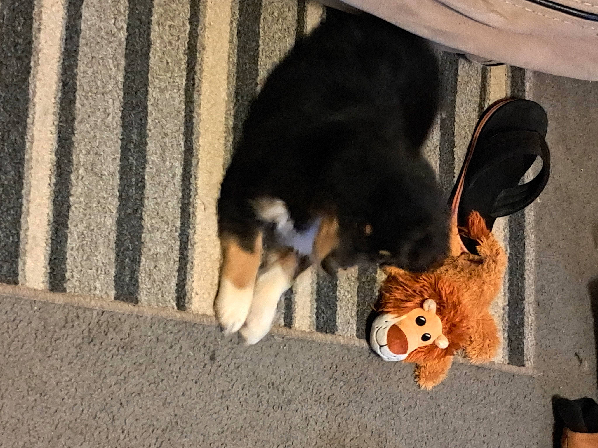 Dozer joined the competition — help win amazing prizes! canidae, carnivore, collar, companion_dog, dog, dog_breed, dog_supply, fawn, fur, herding_dog, mammal, paw, pet_supply, snout, sporting_group, stuffed_toy, tail, toy, vertebrate, working_animal