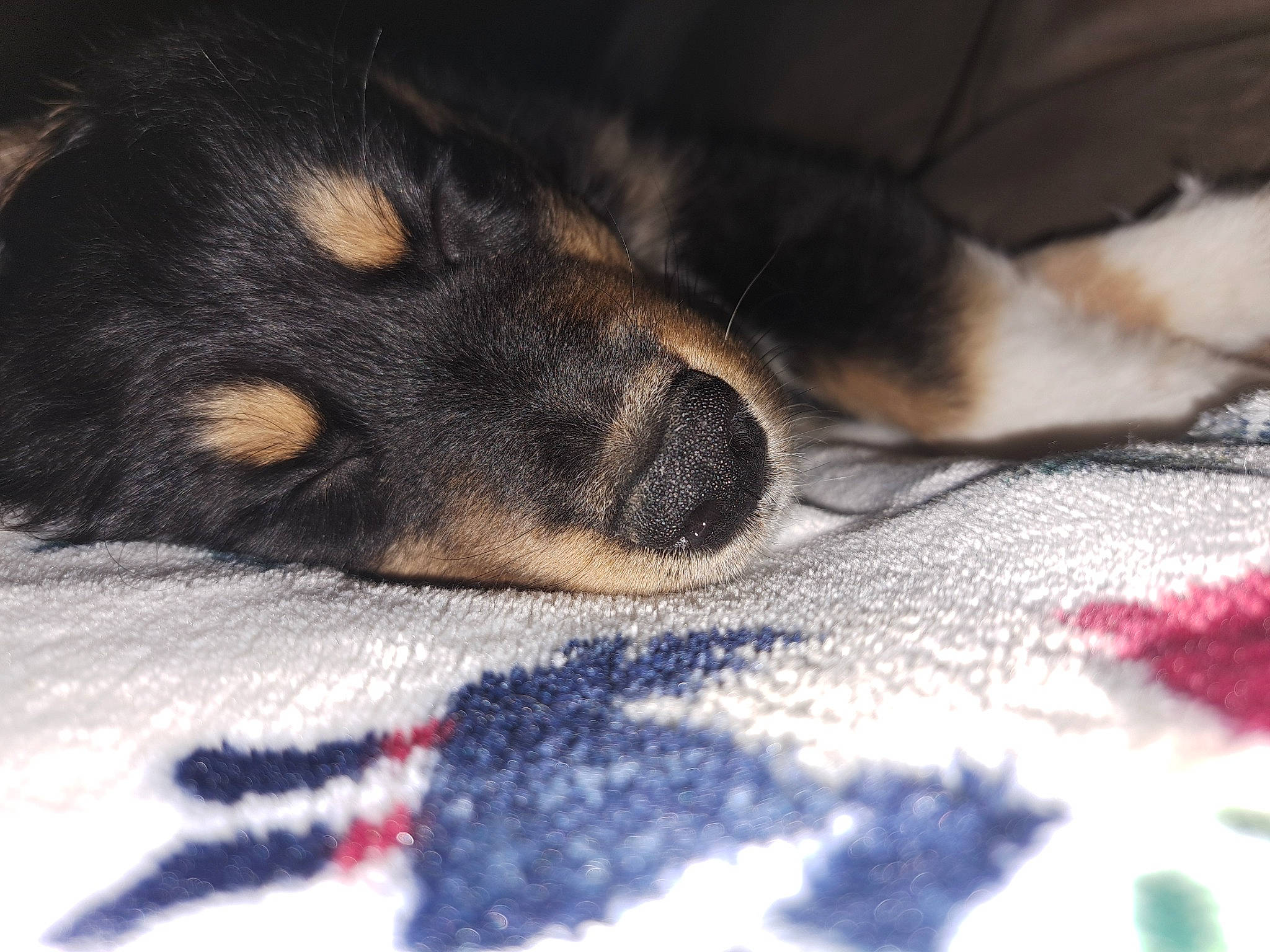 Dozer joined the competition — help win amazing prizes! blanket, canidae, carnivore, cloud, comfort, companion_dog, dog, dog_breed, ear, fawn, fur, linens, nap, pattern, paw, sky, snout, sporting_group, whiskers