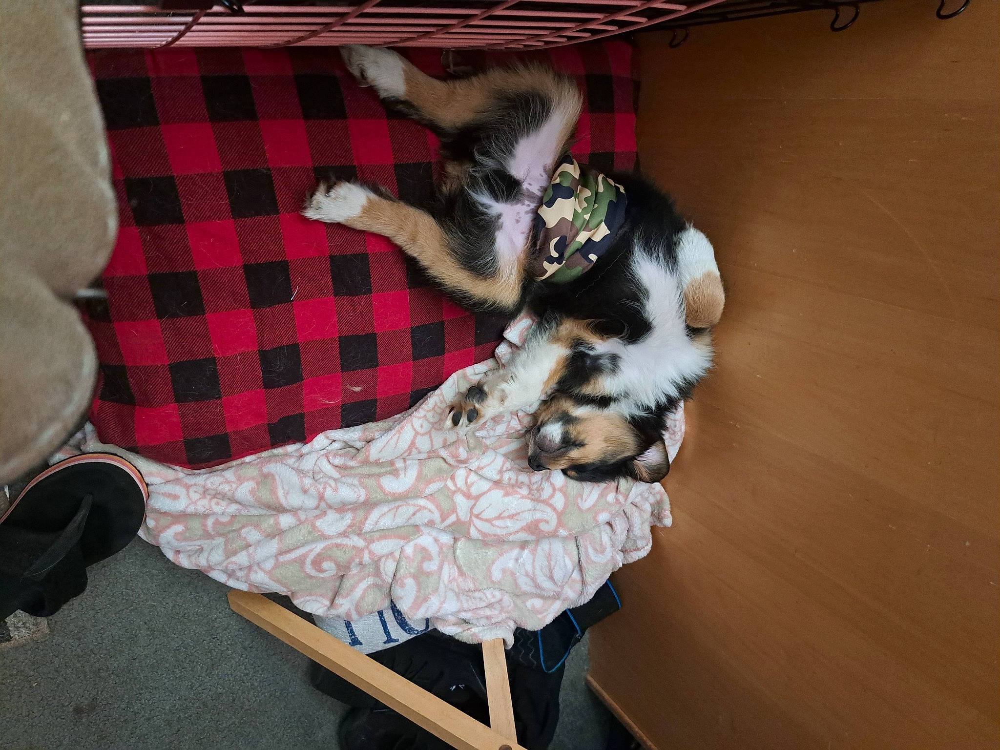 Dozer is registered to the contest to win money with this photo: carnivore, cat, comfort, companion_dog, dog_breed, dog_supply, fawn, felidae, flooring, fur, hardwood, pattern, paw, plaid, small_to_medium_sized_cats, sporting_group, tail, tartan, whiskers, wood