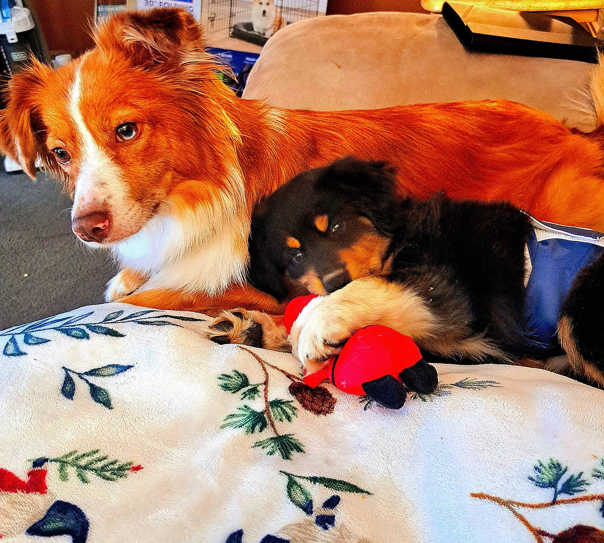 Gracie is registered to the contest to win money with this photo: ancient_dog_breeds, blanket, canidae, carnivore, comfort, companion_dog, dog, dog_breed, fur, herding_dog, linens, rough_collie, snout, sporting_group, terrestrial_animal, whiskers, working_animal, working_dog