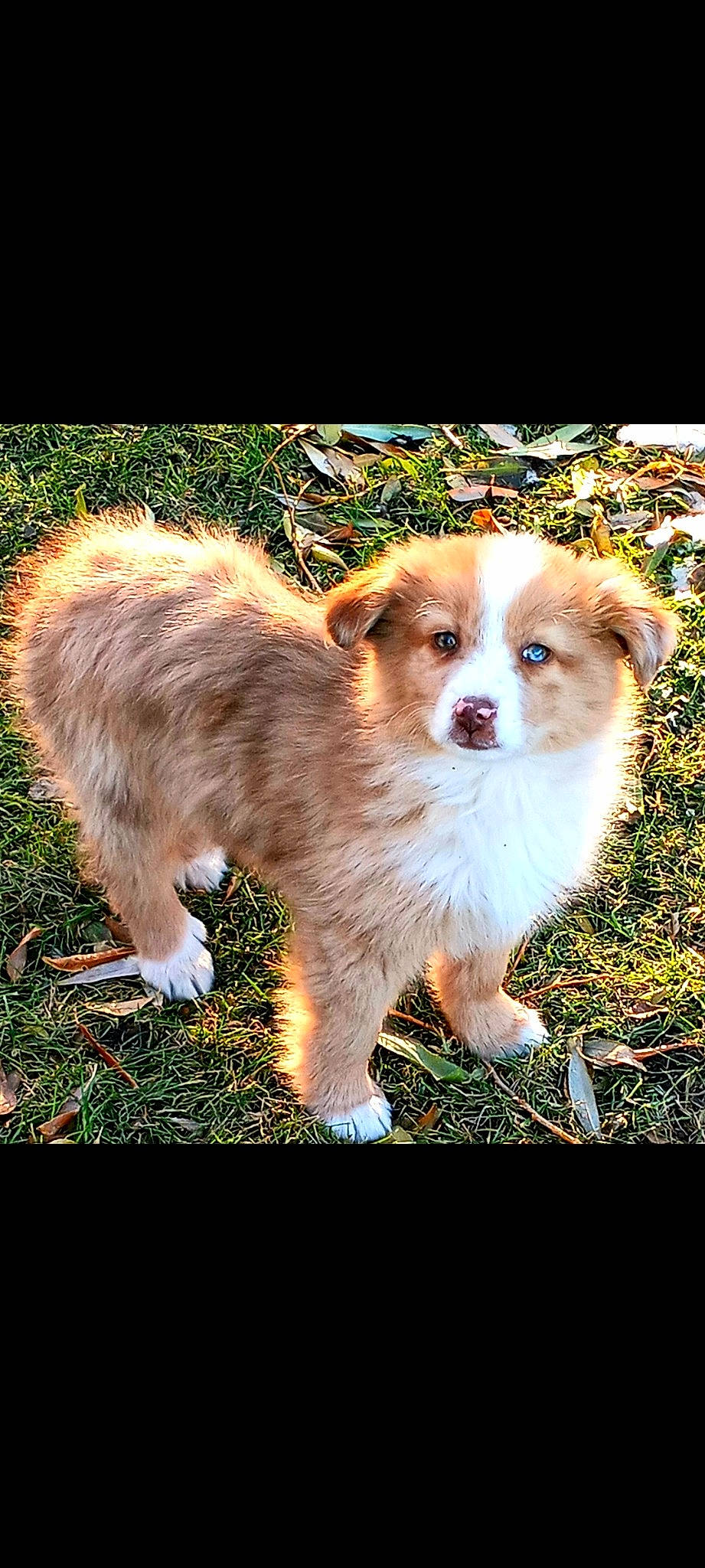 Gracie is registered to the contest to win money with this photo: ancient_dog_breeds, canidae, carnivore, clock, companion_dog, dog, dog_breed, fawn, fur, grass, kromfohrlander, plant, snout, sporting_group, tail, terrestrial_animal, toy_dog, whiskers, wildlife