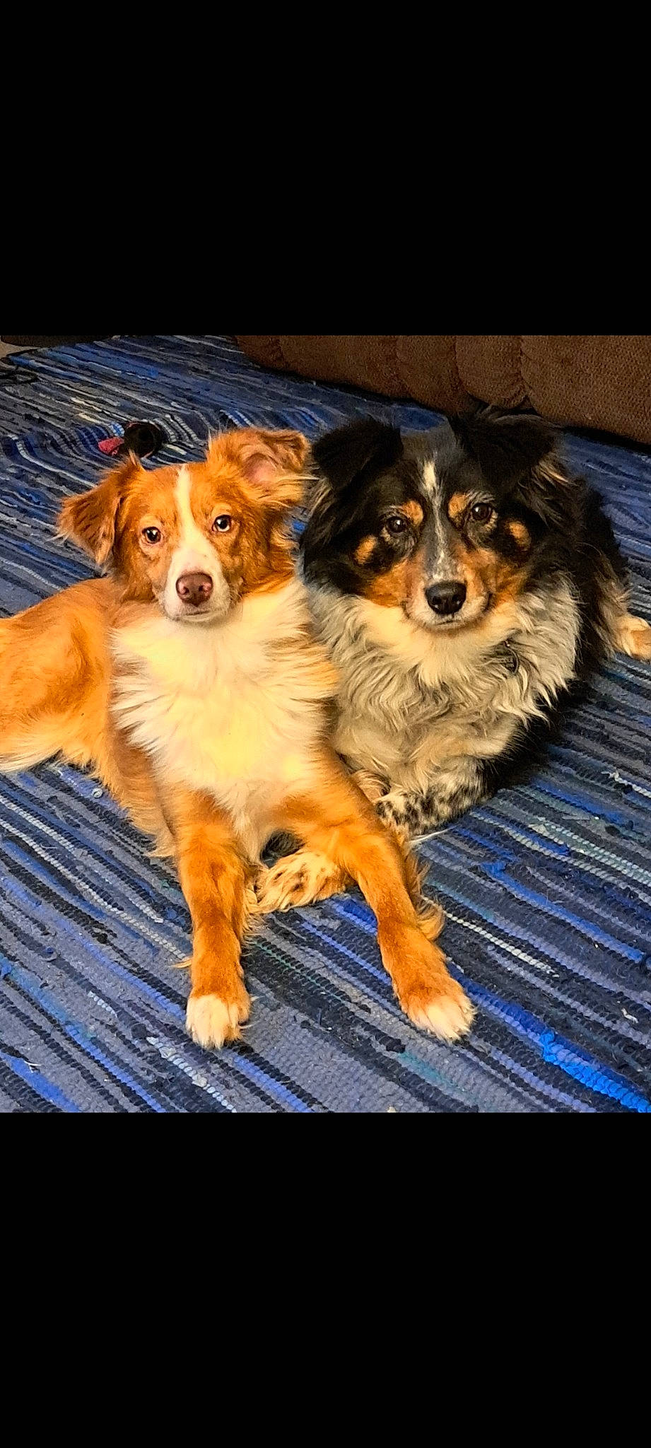 Gracie is registered to the contest to win money with this photo: ancient_dog_breeds, canidae, carnivore, companion_dog, dog, dog_breed, door, fur, herding_dog, snout, sporting_group, working_dog