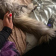 Ziggy is registered to the contest to win money with this photo: dog, small_dog, fluffy, long_hair, white_fur, brown_fur, pet, sleeping, lying_down, belly_rub, bed, blanket, pillows, bedroom, cozy, relaxed, remote_control, hand, red_nails, indoor