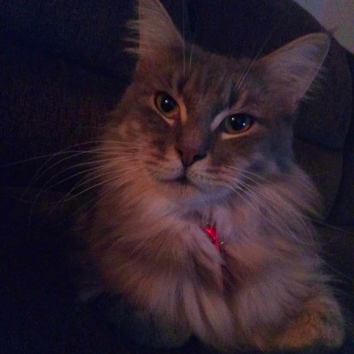 Ziggy