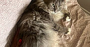 Ziggy joined the competition — help win amazing prizes! cat, long_hair, gray_fur, fluffy, feline, pet, animal, indoors, blanket, couch, relaxed, lounging, lying_down, green_eyes, whiskers, pointed_ears, paws, cozy, portrait, home