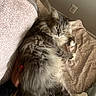 cat, long_hair, gray_fur, fluffy, feline, pet, animal, indoors, blanket, couch, relaxed, lounging, lying_down, green_eyes, whiskers, pointed_ears, paws, cozy, portrait, home